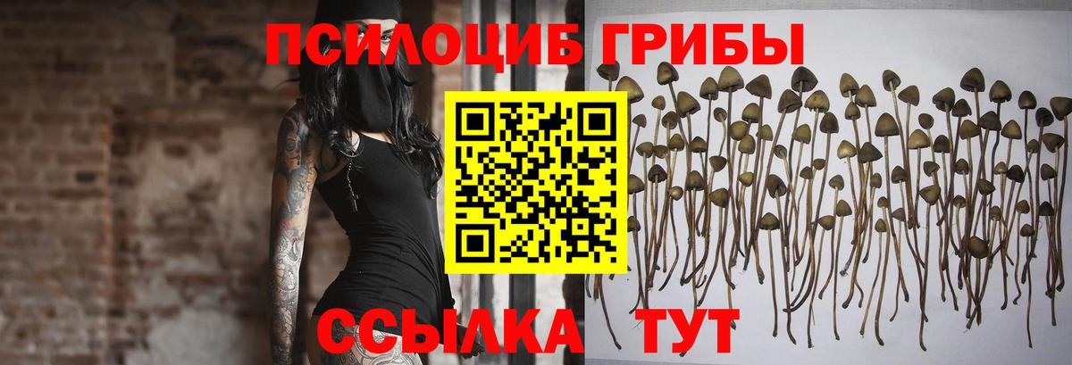 Псилоцибиновые грибы Cubensis  Вход с VPN  Муравленко 
